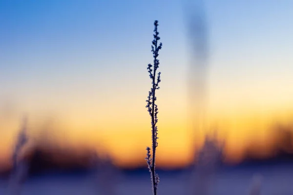 Замороженный Шепот Осени Луга Охватывающие Зимний Приход Северную Европу — стоковое фото