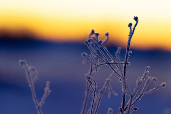 Sussurro Congelato Autunno Prati Che Abbracciano Arrivo Dell Inverno Nel — Foto Stock