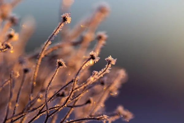 stock image Autumn's Frozen Whisper: Meadows Embracing Winter's Arrival in Northern Europe