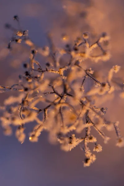 Frozen Whisper Meadows Embracing Winter Arrival Noord Europa — Stockfoto