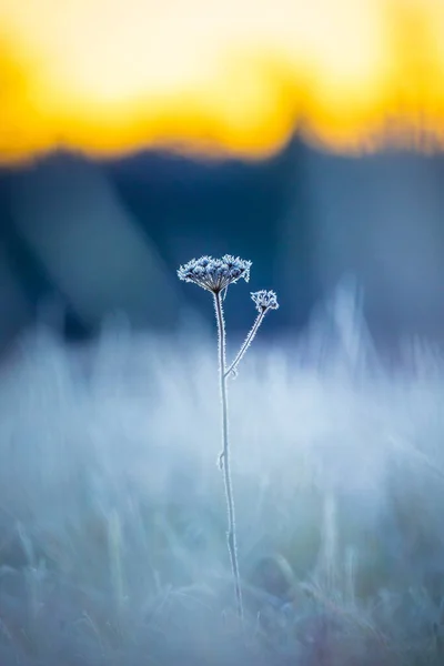 Позолоченный Мороз Пленённый Цветок Осени Обнимает Восход Солнца Северный Эопа — стоковое фото
