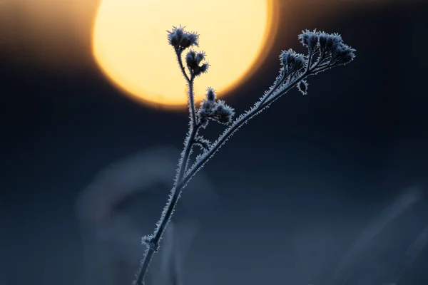 Złoty Mróz Jesienny Kwiat Więzienny Obejmuje Wschód Słońca Euopa Północna — Zdjęcie stockowe