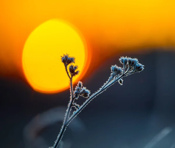 Gyllene Frost Höstens Fångna Blomma Omfamnar Soluppgången Norra Euope Hösten — Stockfoto