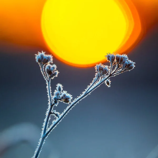 Позолоченный Мороз Пленённый Цветок Осени Обнимает Восход Солнца Северный Эопа — стоковое фото