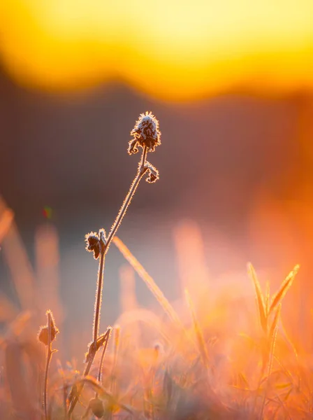 Złoty Mróz Jesienny Kwiat Więzienny Obejmuje Wschód Słońca Euopa Północna — Zdjęcie stockowe