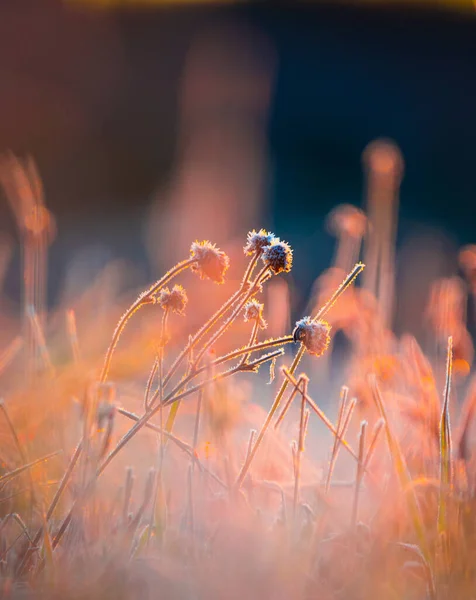 프로스트 Gilded Frost 태양의 떠오르는 모습을 가을중에는 — 스톡 사진
