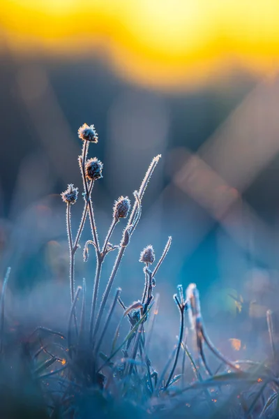 Gilded Frost Autumn Captive Bloom Embraces Sunrise Inglés Euope Del — Foto de Stock