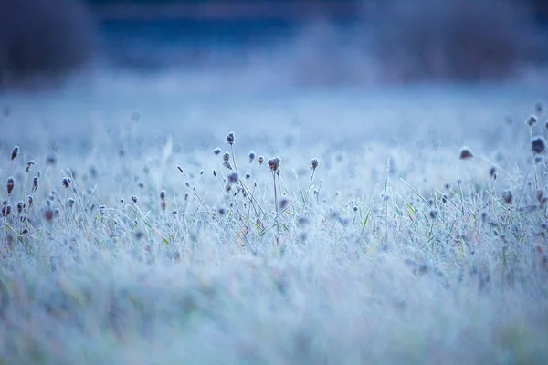 Autumn Frozen Tapestry Enchanting Meadow Captured Ice Northern Europe — Stock Photo, Image