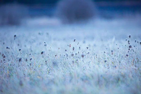 Tapiz Congelado Otoño Encantadora Pradera Capturada Hielo Norte Europa —  Fotos de Stock