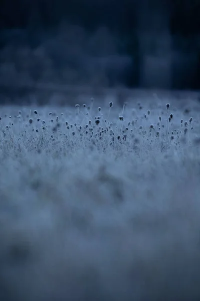 Tapiz Congelado Otoño Encantadora Pradera Capturada Hielo Norte Europa — Foto de Stock