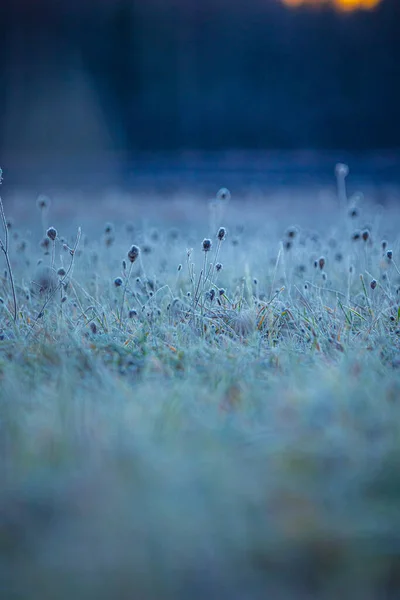 秋の冷凍タペストリー 北ヨーロッパの氷の中で撮影魅惑的な牧草地 — ストック写真