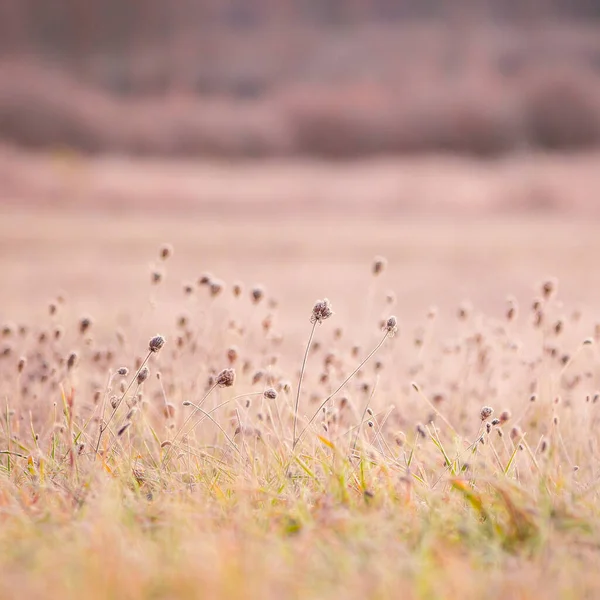 秋の冷凍タペストリー 北ヨーロッパの氷の中で撮影魅惑的な牧草地 — ストック写真