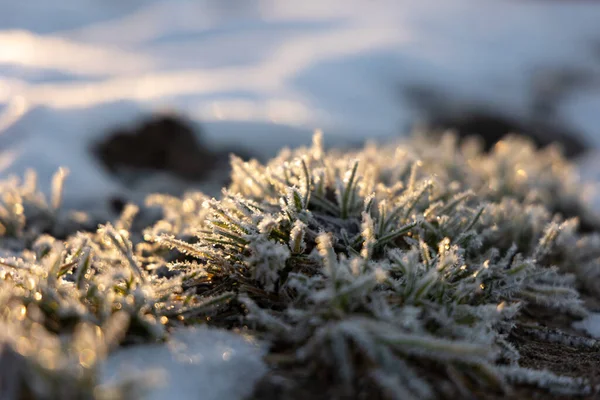 凍てついた夜明け 北ヨーロッパの早春の自然氷の抱擁 — ストック写真
