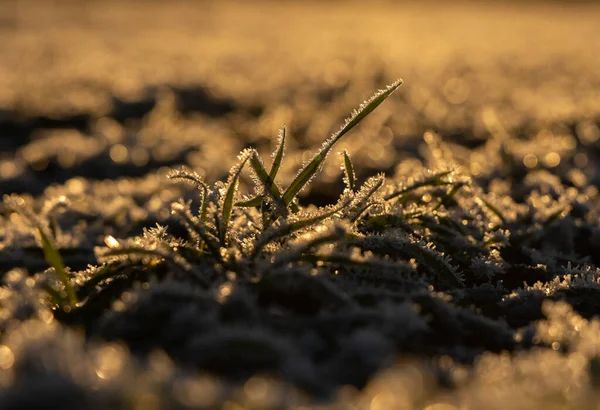 凍てついた夜明け 北ヨーロッパの早春の自然氷の抱擁 — ストック写真