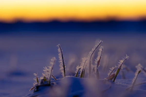 Frostige Morgendämmerung Die Eisige Umarmung Der Natur Vorfrühling Nordeuropa — Stockfoto