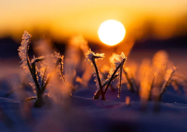 Frosty Dawn Abraço Gelado Natureza Início Primavera Norte Europa — Fotografia de Stock