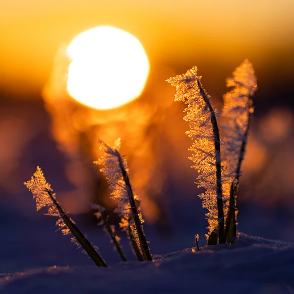 Frosty Dawn Naturens Isande Omfamning Tidigt Våren Norra Europa — Stockfoto