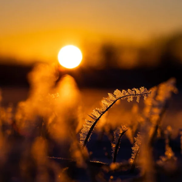 Frosty Dawn Abraço Gelado Natureza Início Primavera Norte Europa — Fotografia de Stock