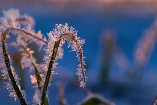 Frosty Dawn Natures Icy Embrace Early Spring Northern Europe — 스톡 사진