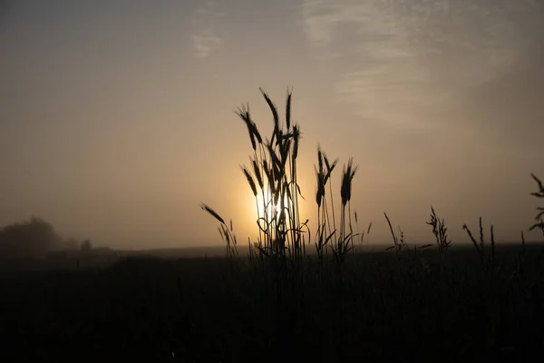 Golden Sunrise Oogst Zomerse Overvloedige Graanvelden Van Noord Europa — Stockfoto