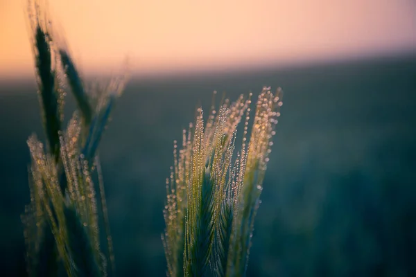 黄金の日の出収穫 北ヨーロッパの夏の豊富な穀物畑 — ストック写真