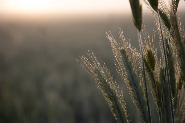 Goldene Sonnenaufgangsernte Die Reichen Getreidefelder Nordeuropas Sommer — Stockfoto