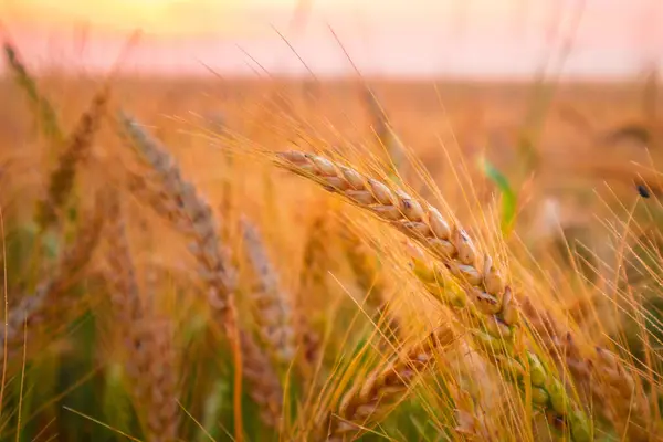 Golden Sunrise Harvest Summers Abundant Grain Fields Northern Europe — 스톡 사진