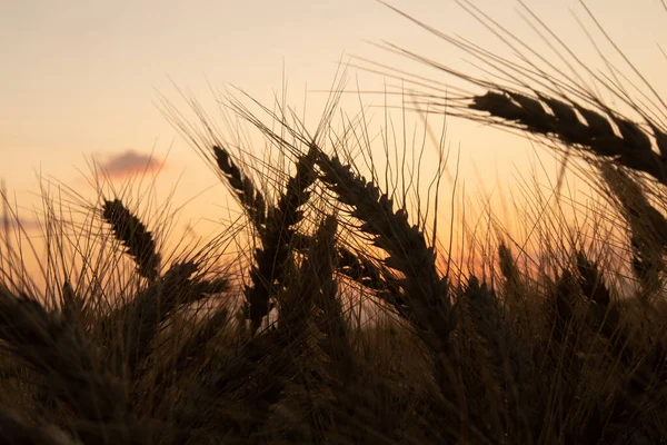 Golden Sunrise Harvest Summers Abundant Grain Fields Northern Europe — 스톡 사진