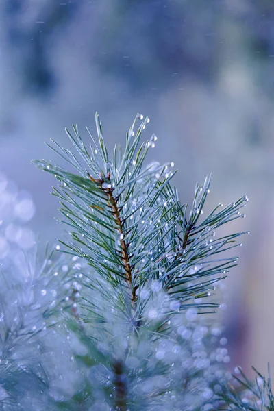 自然界の雨にキスされた宝石 北欧の早春に松の針を輝く — ストック写真