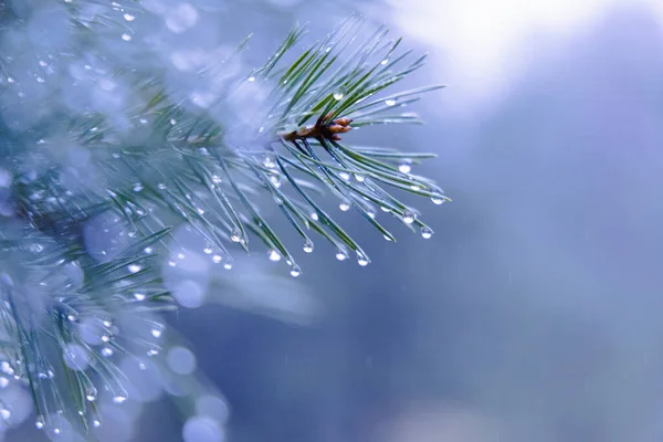 自然界の雨にキスされた宝石 北欧の早春に松の針を輝く ストック写真