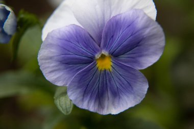 Blooming Symphony: Kuzey Avrupa 'da Büyüleyici Bahçe Çiçekleri