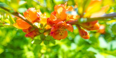 Baharın Çiçekleri: Kuzey Avrupa 'daki Bahçede Büyüleyici Güzellik