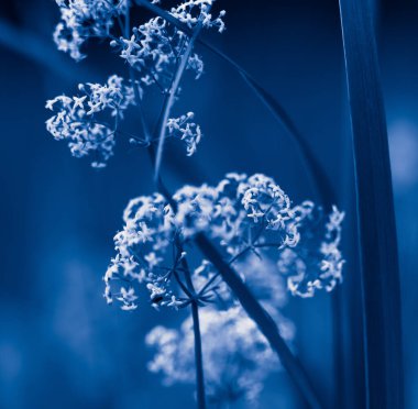 Saf Zarafet: Kuzey Avrupa 'da Çayırların Ortasında Beyaz Yaz Çiçekleri Açtı