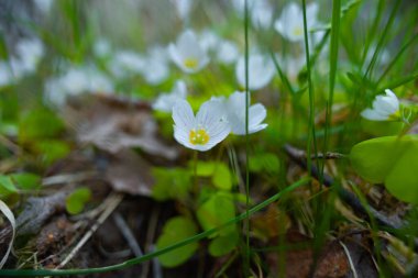 Manevi Zarafet: Kuzey Avrupa 'da Zarif Beyaz Bahar Çiçekleri