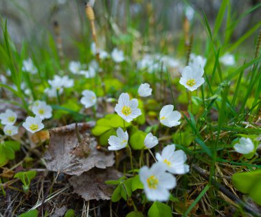 Manevi Zarafet: Kuzey Avrupa 'da Zarif Beyaz Bahar Çiçekleri