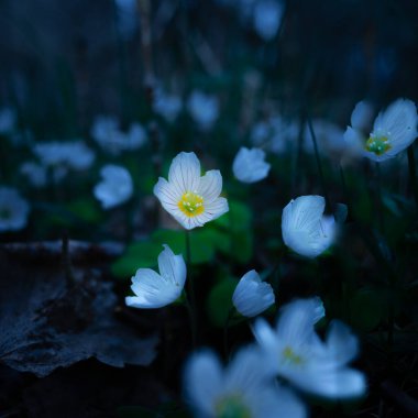 Manevi Zarafet: Kuzey Avrupa 'da Zarif Beyaz Bahar Çiçekleri