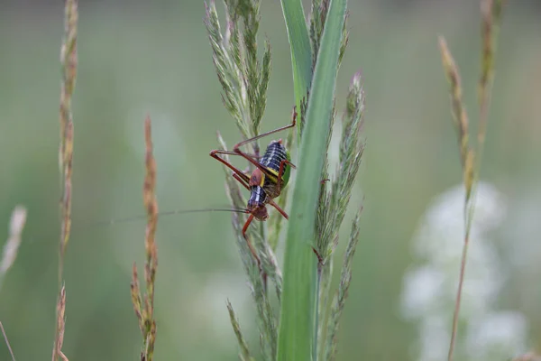 Vibrant Encounters Red Grasshopper Uprostřed Louky Serenity Severní Evropě — Stock fotografie