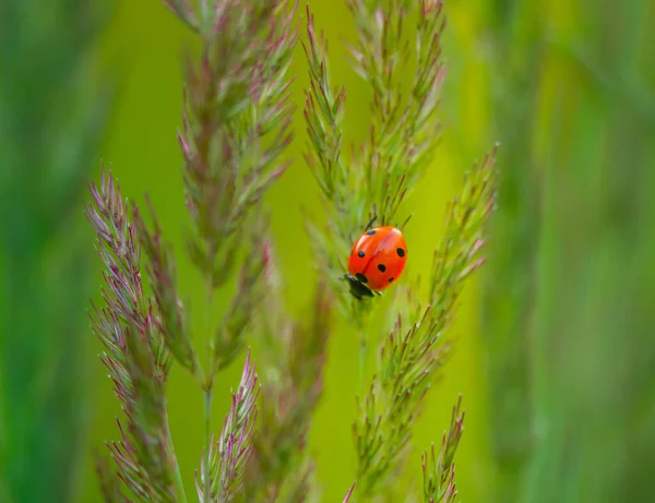 Nature\'s Delicate Guardian: Red Ladybug Amongst Meadow Grass in Northern Europe