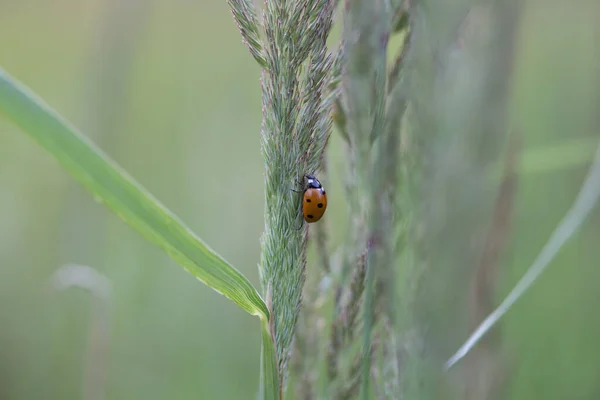 Nature\'s Delicate Guardian: Red Ladybug Amongst Meadow Grass in Northern Europe