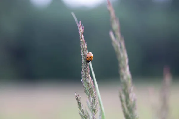 北ヨーロッパの牧草地の草の中の赤いてんとう虫 — ストック写真