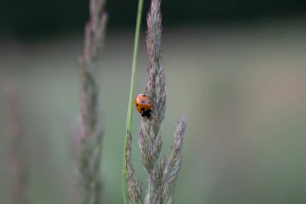 北ヨーロッパの牧草地の草の中の赤いてんとう虫 — ストック写真