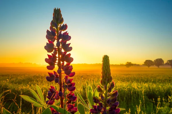 Majestætiske Twilight Blooms Lupinus Blomst Belysning Engen Nordeuropa - Stock-foto