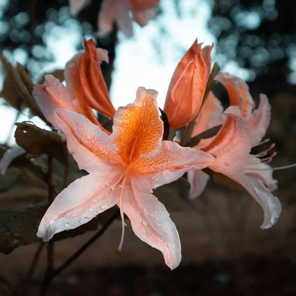 Baharın Çiçek Senfonisi Kuzey Avrupa Daki Bushland Güzelliğinde Rododendron Çiçek — Stok fotoğraf