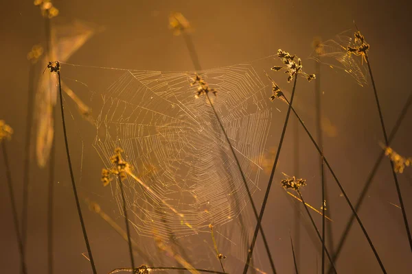 Silken Intricacies Spider Weaving Nature Web Meadow Northern Europe — Stock Photo, Image
