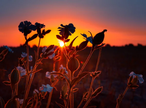 Dawn Blomstersymfoni Silhouetted Sommer Blomster Meadow Embrace Nordeuropa - Stock-foto