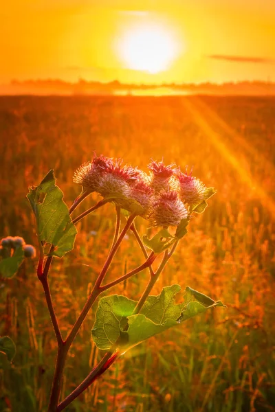 Symfonia Pocałowana Przez Słońce Wibrujące Letnie Kwiaty Taniec Łące Europie — Zdjęcie stockowe