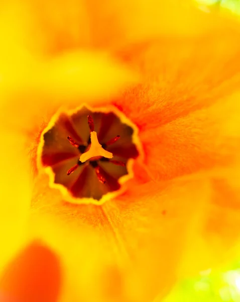 Blooming Symphony Tulipani Vibranti Che Adornano Giardino Del Nord Europa — Foto Stock