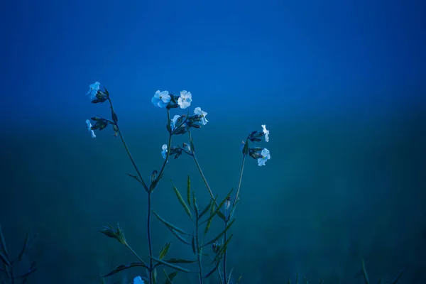純粋な優雅さ 北ヨーロッパの草原の至福の中の白い夏の花 — ストック写真