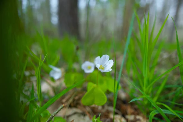 Manevi Zarafet Kuzey Avrupa Zarif Beyaz Bahar Çiçekleri — Stok fotoğraf