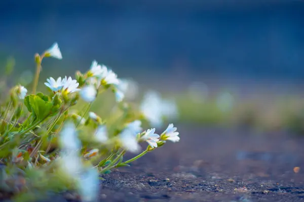 Ethereal Elegance Greeful White Spring Blooms Northern Europe — 스톡 사진